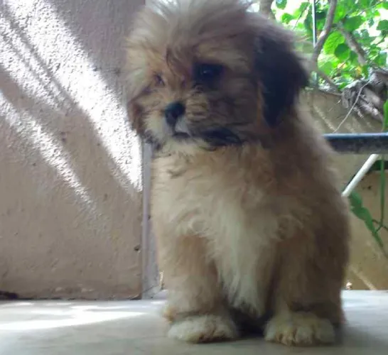 Buy Lhasa Apso puppy in Pune