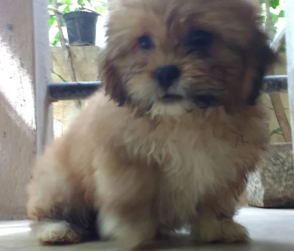 Buy Lhasa Apso puppy in Pune