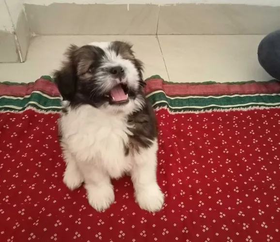 Buy Lhasa Apso puppy in Hyderabad