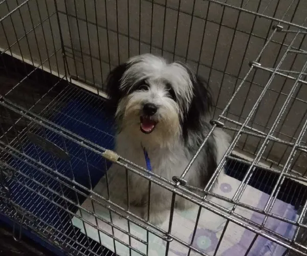 Buy Lhasa Apso puppy in Chennai