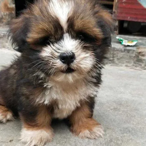 Buy Lhasa Apso puppy in Bangalore