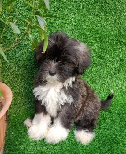 Buy Lhasa Apso puppy in Delhi