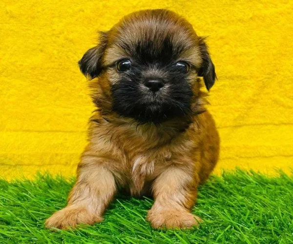 Buy Lhasa Apso puppy in Bangalore