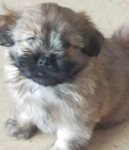 Buy Lhasa Apso puppy in Mumbai