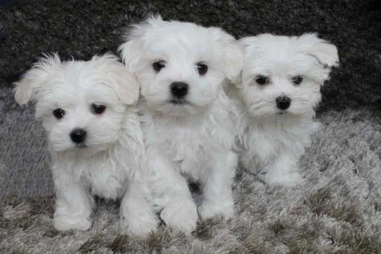 Buy Maltese puppy in Delhi