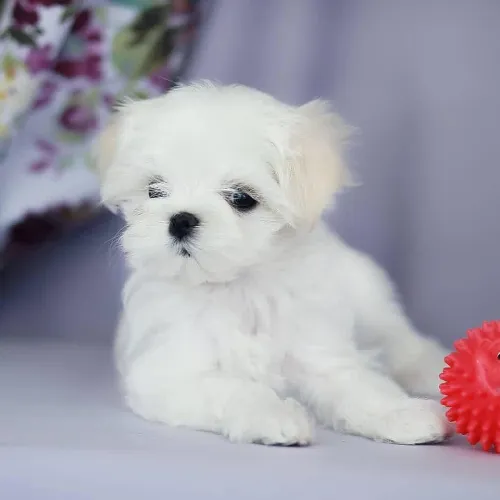 Buy Maltese puppy in Hyderabad