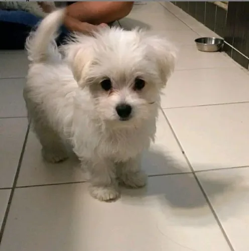 Buy Maltese puppy in Bangalore