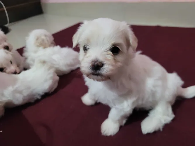 Buy Maltese puppy in Hyderabad