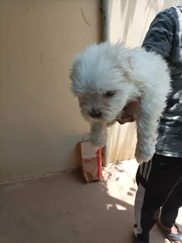 Buy Maltese puppy in Bangalore