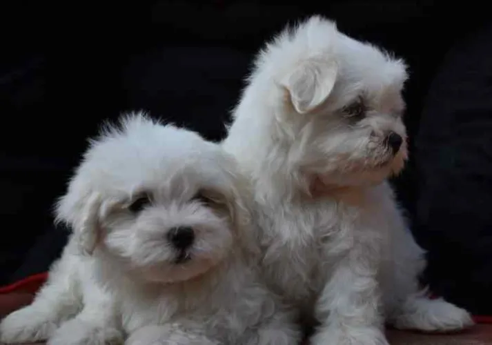 Buy Maltese puppy in Pune