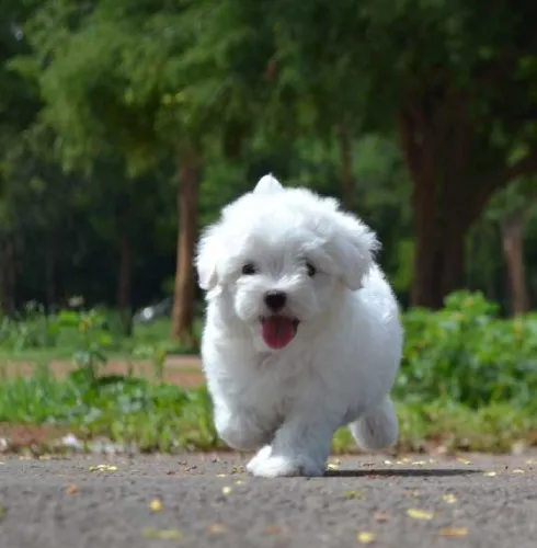 Buy Maltese puppy in Delhi