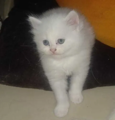 Buy Persian cat in India
