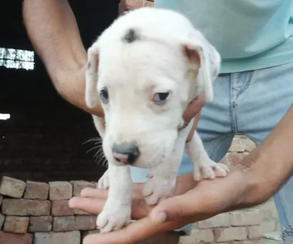 Buy Pitbull puppy in Delhi