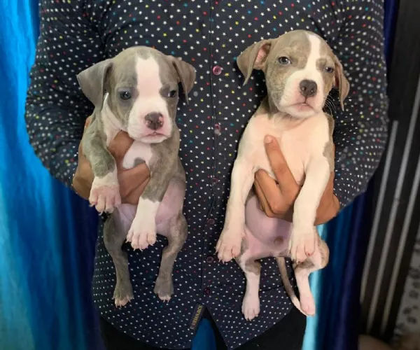 Buy Pitbull puppy in Hyderabad