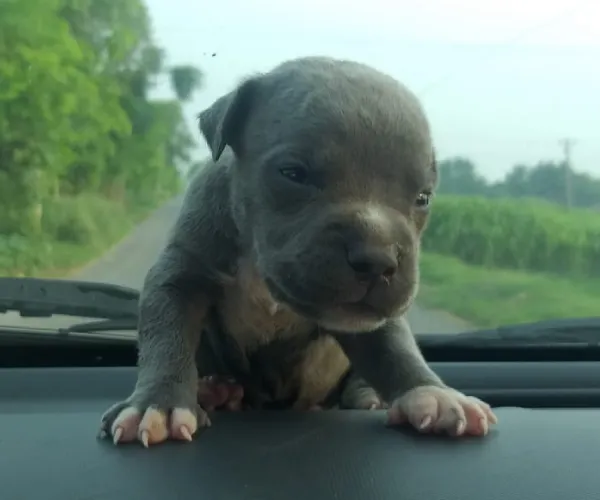 Buy Pitbull puppy in Mumbai