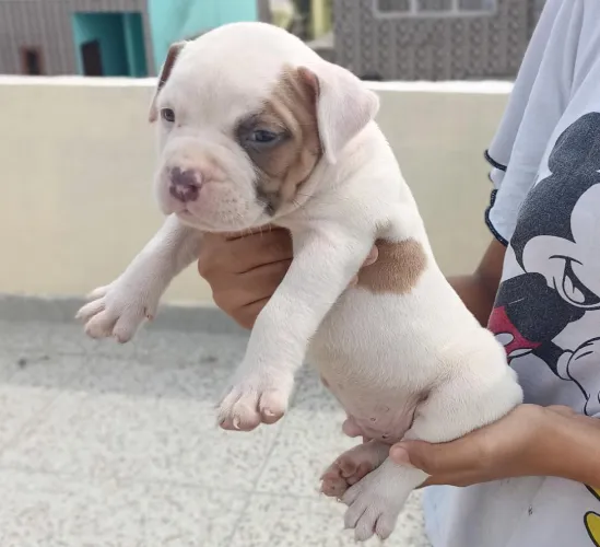 Buy Pitbull puppy in Pune