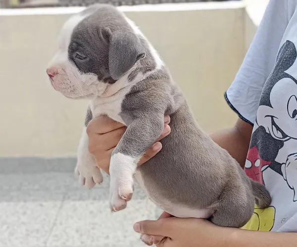 Buy Pitbull puppy in Delhi