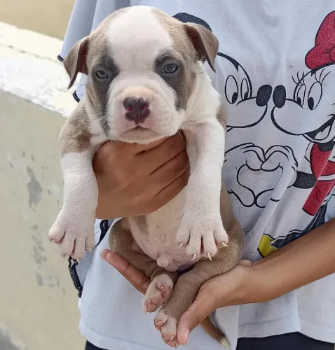 Buy Pitbull puppy in Bangalore