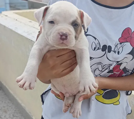 Buy Pitbull puppy in Mumbai