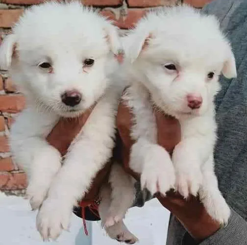 Buy Pomeranian puppy in Mumbai