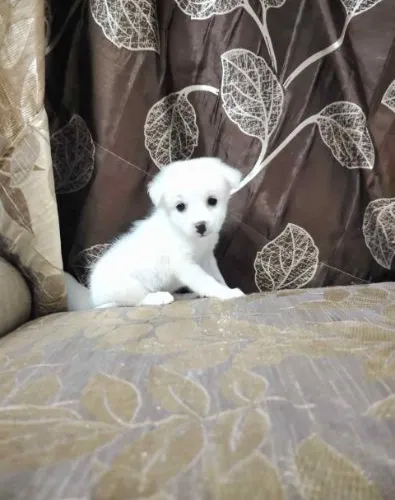 Buy Pomeranian puppy in Pune