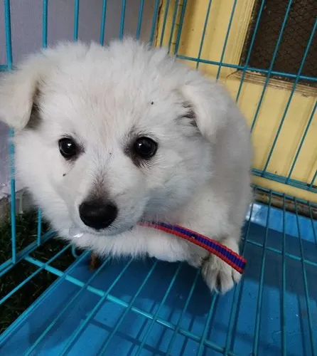 Buy Pomeranian puppy in Hyderabad