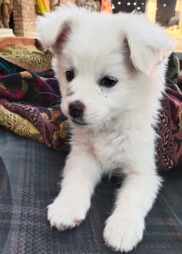 Buy Pomeranian puppy in Pune