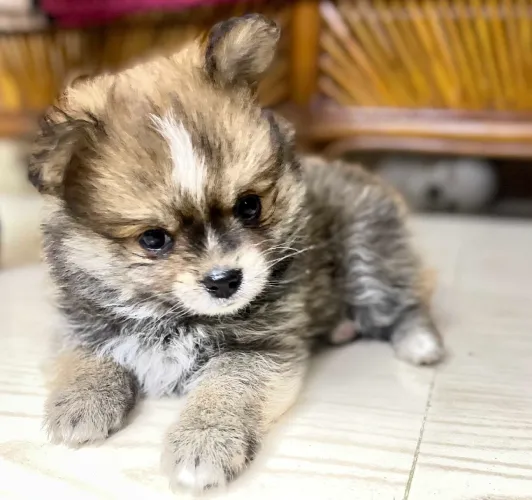 Buy Pomeranian puppy in Hyderabad