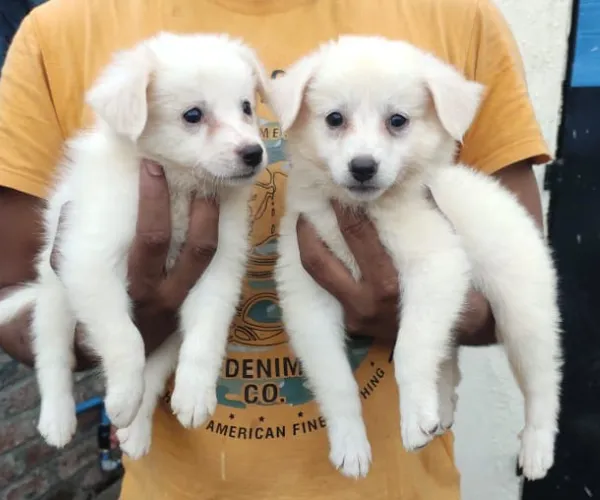 Buy Pomeranian puppy in Delhi
