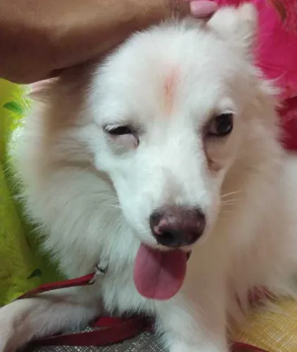 Buy Pomeranian puppy in Bangalore