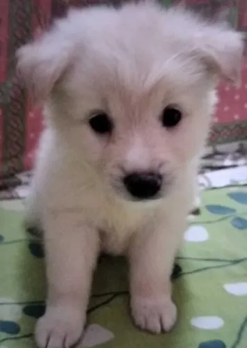 Buy Pomeranian puppy in Mumbai