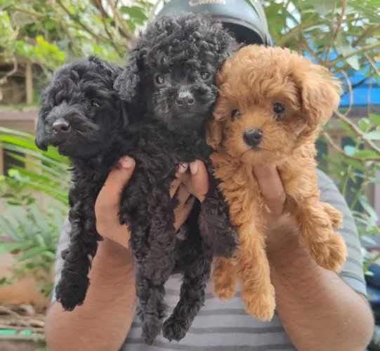 Buy Poodle puppy in Mumbai