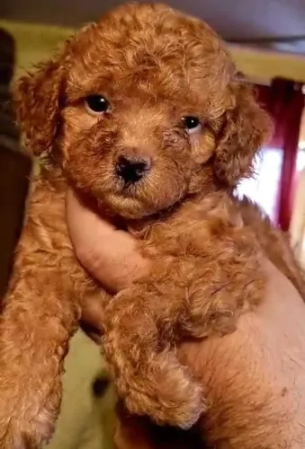 Buy Poodle puppy in Pune