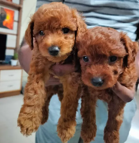 Buy Poodle puppy in Delhi