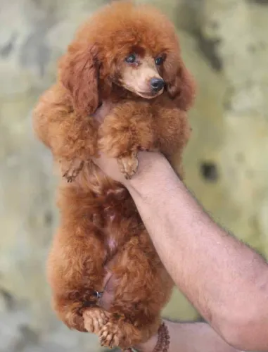 Buy Poodle puppy in Bangalore