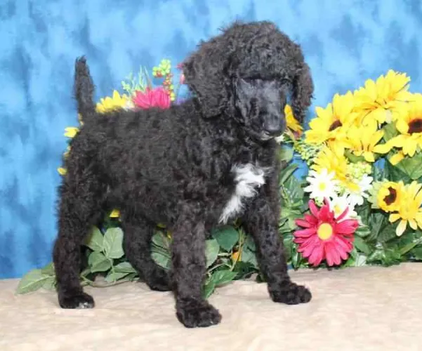 Buy Poodle puppy in Pune