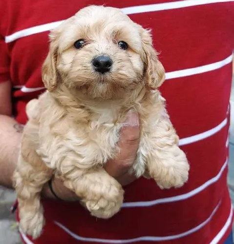 Buy Poodle puppy