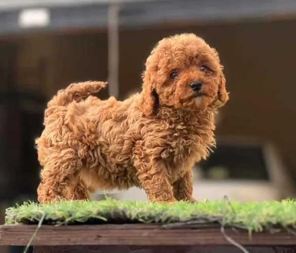 Buy Poodle puppy in Bangalore