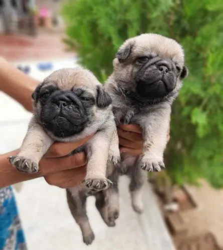 Buy Pug
 puppy in Delhi