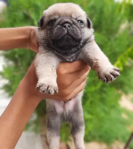 Buy Pug puppy in Hyderabad