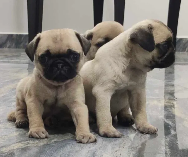 Buy Pug puppy in Pune