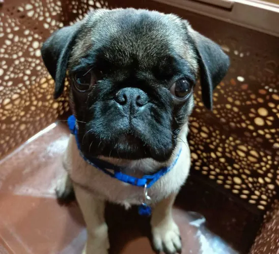 Buy Pug puppy in Pune