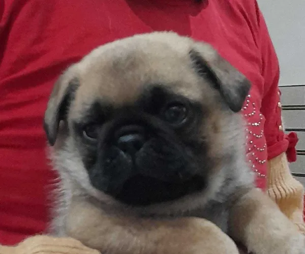 Buy Pug puppy in Bangalore