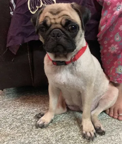 Buy Pug puppy in Mumbai