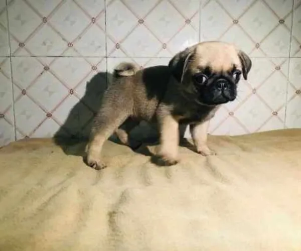 Buy Pug puppy in Hyderabad