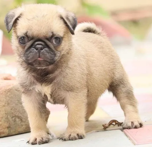 Buy Pug puppy in Bangalore