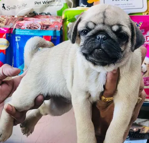 Buy Pug puppy in Mumbai