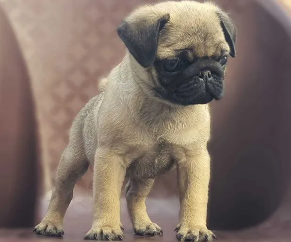 Buy Pug
 puppy in Delhi