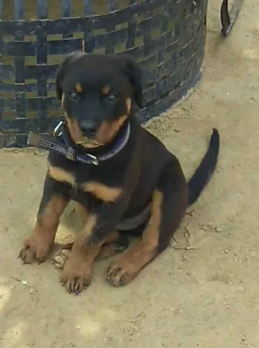 Buy Rottweiler puppy in Mumbai
