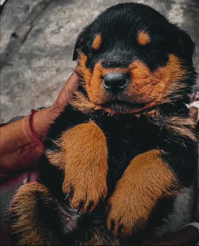 Buy Rottweiler puppy in Mumbai